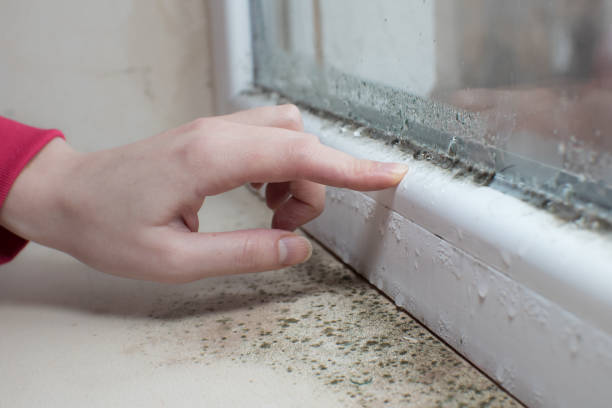 Lawson Heights, PA Mold Removal Company